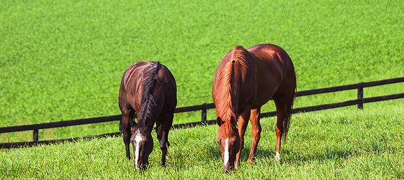 Birk Horses-12