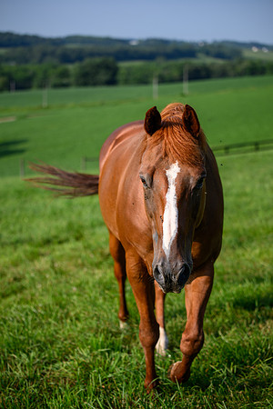 Birk Horses-21