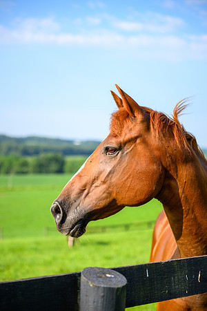 Birk Horses-26