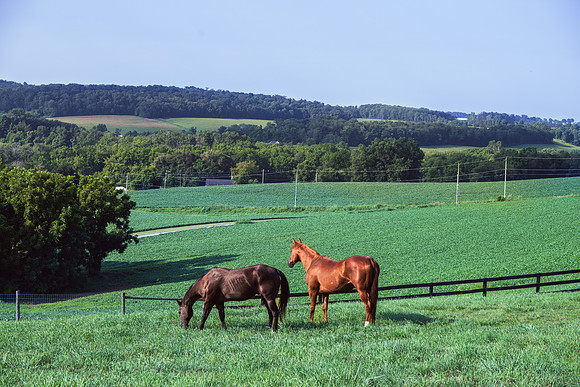 Birk Horses-3