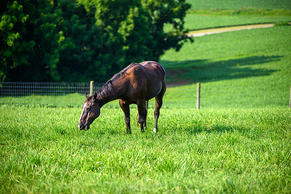 Birk Horses-44