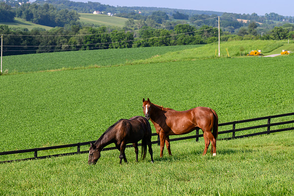Birk Horses-6