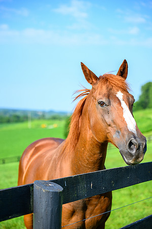 Birk Horses-32
