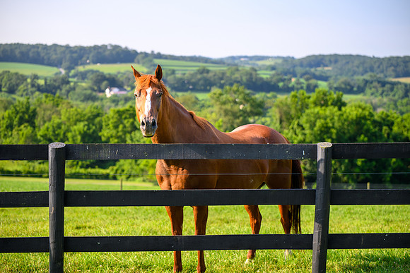 Birk Horses-43