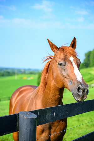 Birk Horses-30