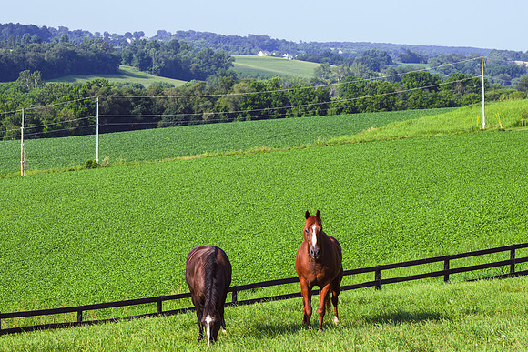 Birk Horses-10