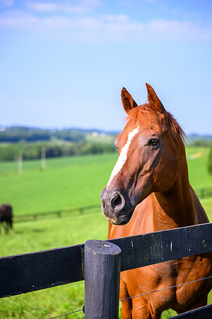 Birk Horses-33