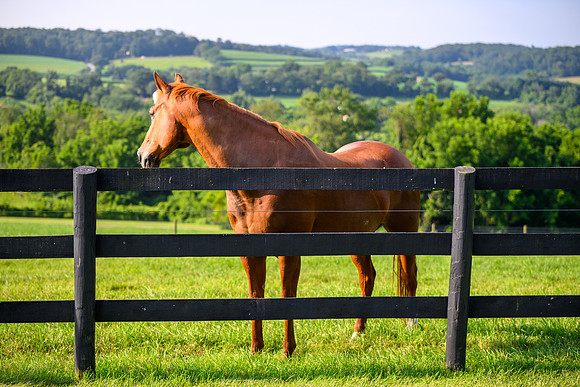 Birk Horses-40