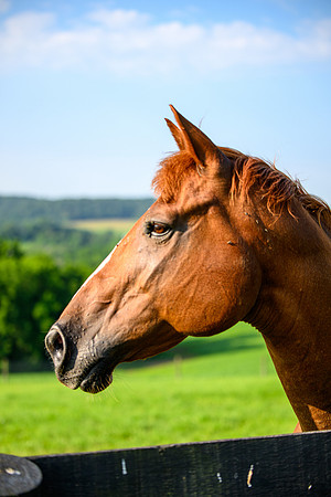 Birk Horses-23