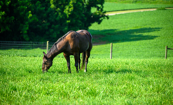 Birk Horses-45