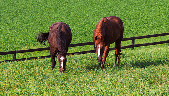 Birk Horses-8