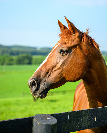 Birk Horses-24