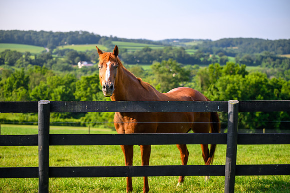 Birk Horses-42