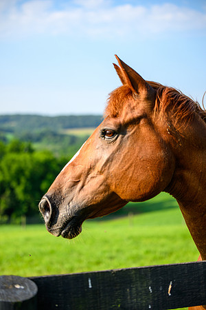Birk Horses-22