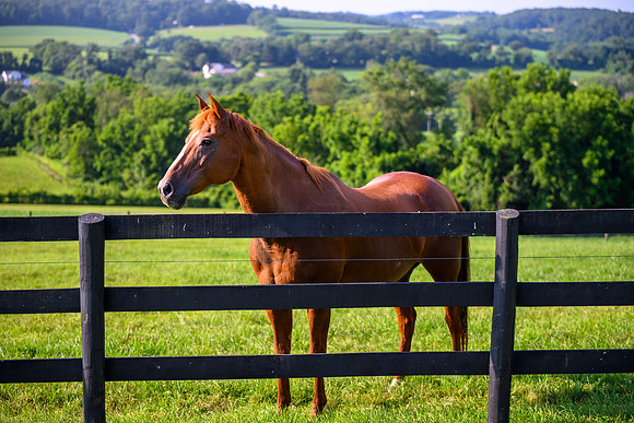 Birk Horses-39