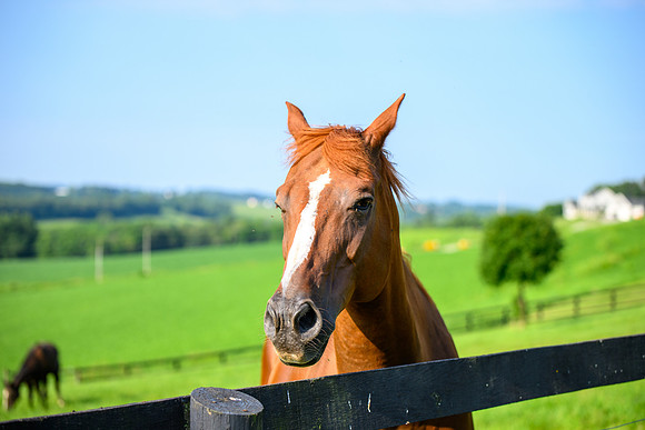 Birk Horses-36