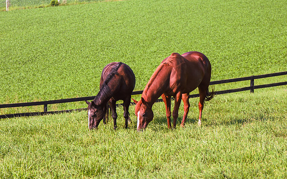 Birk Horses-13