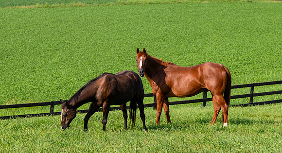 Birk Horses-7