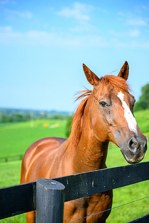 Birk Horses-31