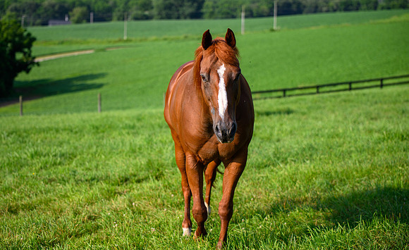 Birk Horses-18