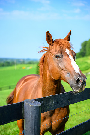 Birk Horses-27