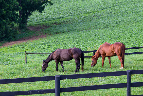 Birk Horses-2