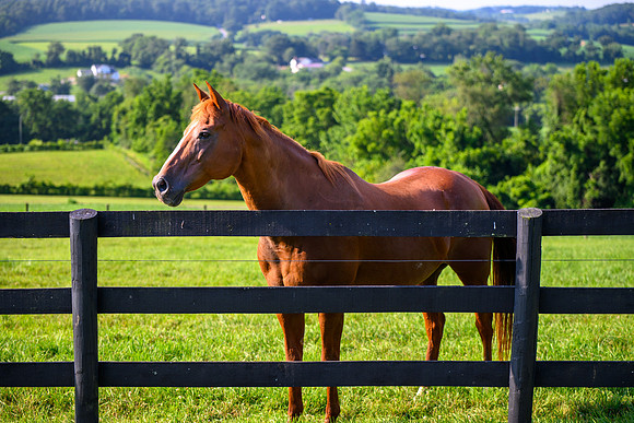 Birk Horses-38
