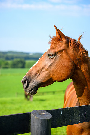 Birk Horses-25