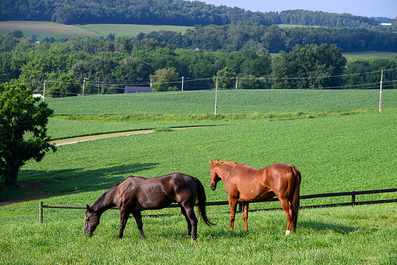 Birk Horses-4