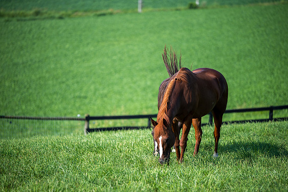 Birk Horses-14