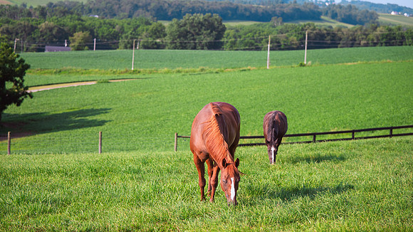 Birk Horses-17