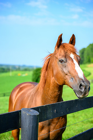 Birk Horses-29