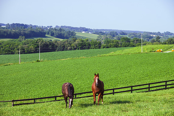 Birk Horses-11