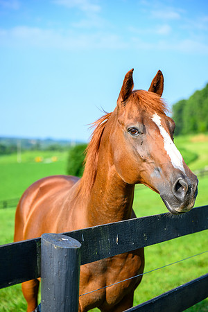 Birk Horses-28