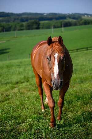 Birk Horses-20
