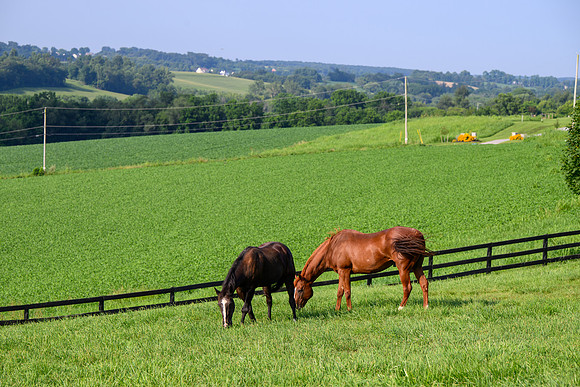 Birk Horses-5