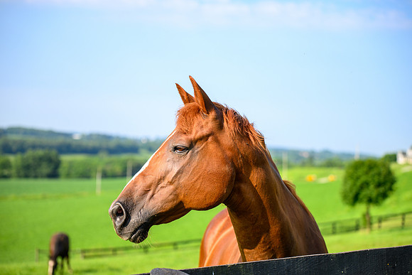 Birk Horses-35