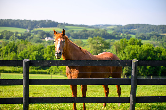 Birk Horses-41