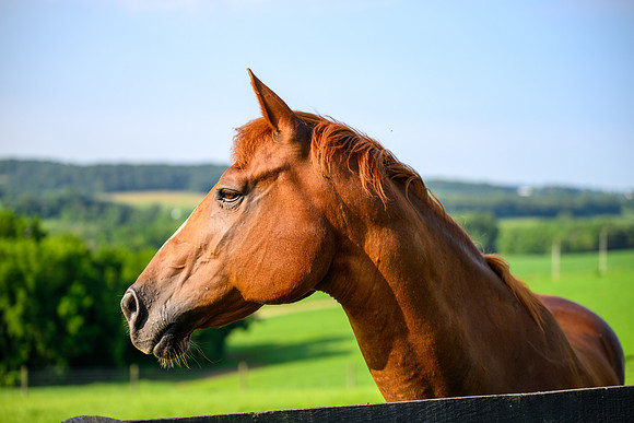 Birk Horses-34