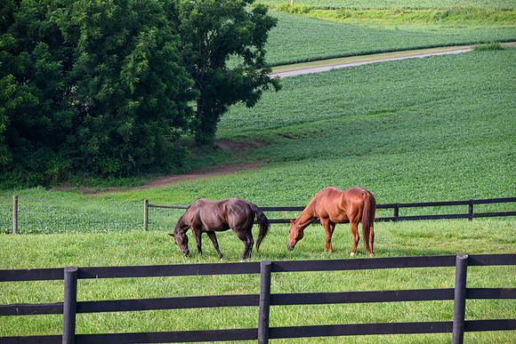 Birk Horses-1