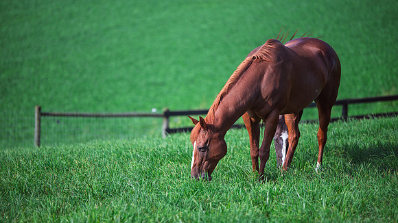 Birk Horses-15