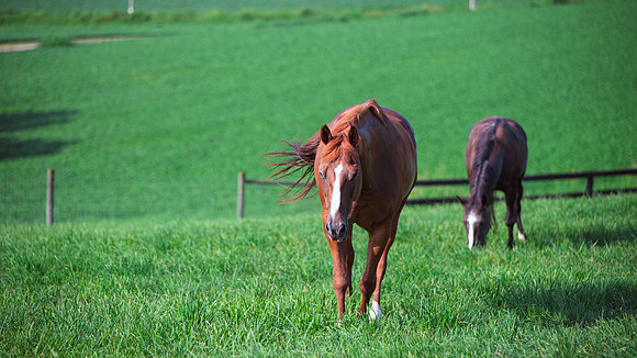 Birk Horses-16
