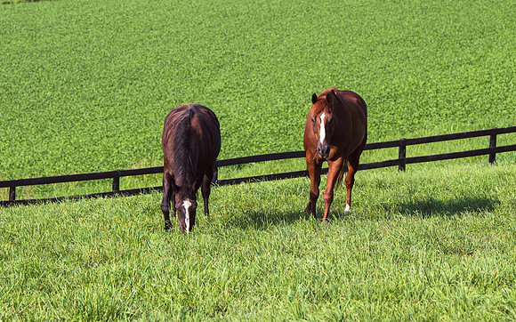 Birk Horses-9