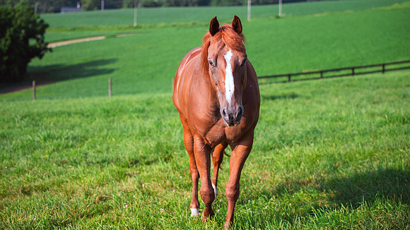 Birk Horses-19