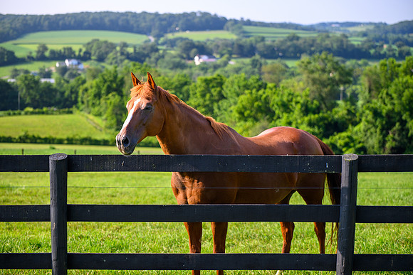 Birk Horses-37